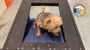 🐾THIS WEEK AT BRISTOL A.R.C.🐾 We had a unique animal enter our care, little Teddie conquered some fears and Maddie enjoyed relaxing in our reception area. | Bristol Animal Rescue Centre