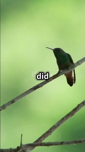 Mind Blowing Facts About Hummingbirds That Will Amaze You!