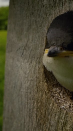 8.1K views · 63 reactions | Tree Swallows in super slow motion like...