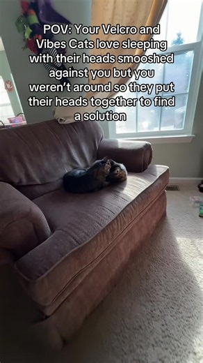 Why Cats Sleep with Their Heads Smooshed Together — Velcro Cat Behavior