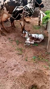 5.4K views · 124 reactions | #cow #dairyfarm #dairy_farming #modern_dairy_farming #modern_agriculture #agricultural_machines #amazing_technology #advance_technology #modern_technolog | Dairy Cow TV | Facebook