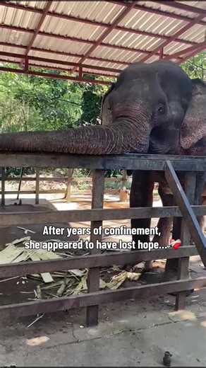 This elephant’s life looks very different today thanks to the incredible work of @Somboon Legacy Foundation 🐘👏🏼❤️‍🩹 After being rescued from the tourist industry, she now lives in a completely hands-off sanctuary where her needs come first. No riding. No bathing. No performances. No tourist interactions. Wan Dee now spends her days doing normal elephant things… walking, foraging, bathing in the river, making her own choices, and spending time with her new herd. Seeing her like this is a remi