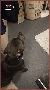Good Boy at Your Service | The Rainbow Bridge