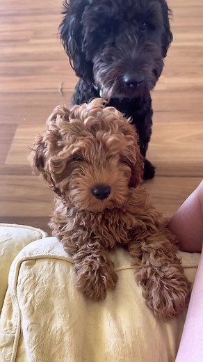 Training Big and Little Dogs: Tips and Techniques