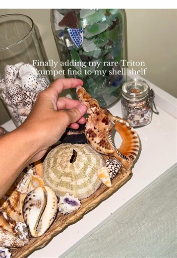 Collecting Rare Shells: Triton Trumpet Discovery