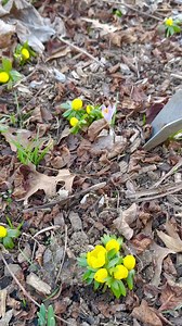 34K views · 1.3K reactions | Potting up Crocus and Winter Aconite is...