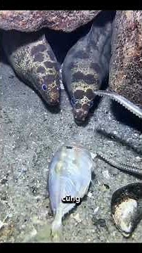 Why Are Moray Eels So Incredibly Expensive? The Truth Few People Know!