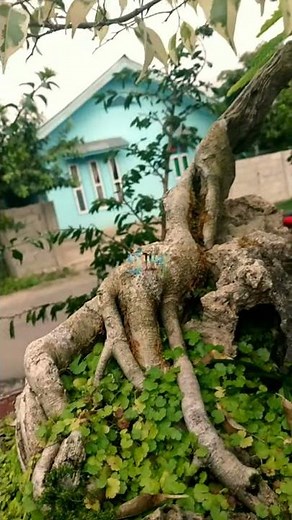 Bonsai Beringin Variegata Ficus Benjamina Var