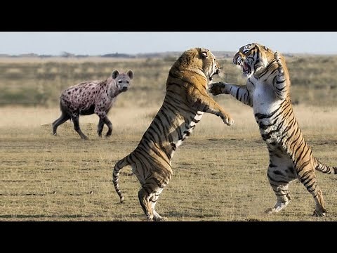 China releases captive tigers to the forest, they may come from Africa