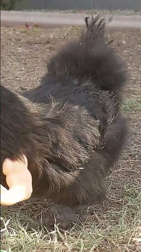 I put chicken arms on Kylo Hen