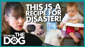 526K views · 6.6K reactions | Take Victoria’s free dog training courses on her official site: https://bit.ly/pos-imotdfb Become an elite certified professional dog trainer with the Victoria Stilwell Academy: https://bit.ly/vsa-imotdfb | Me Or The Dog | Facebook