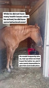 Stryker: our steadfast, gentle giant and overseer of the sanctuary. Spend some time with our first resident gentlemen who came to out farm in 2016, he's been so excited to reintroduce himself! As always, we want to extend a big THANK YOU. Your skincare purchases helped us to not only save this handsome horse, but your continued support allows us to continue to provide lots of love, veterinary care and a long, healthy life. #farmhousefresh #passthesafeact #endhorseslaughter #animalsanctuary | Far