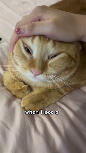 Rengi & Mimi🐾 on Instagram: "another video of FAT CAT"