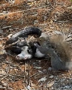 4.1M views · 10K reactions | The heroic act of this little chipmunk ️️ | Viral Stories | Facebook