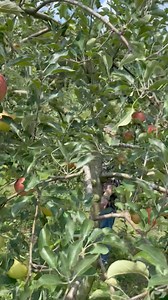 16K views · 1K reactions | Apple Picking in Japan  with Airmart Travel Book here: https://airmart-travel.com/jpinjapan | JP in Japan | Facebook
