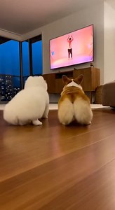 Cute Baby and Dog (465) | Dogs Watching TV Goes Wrong #DosHub #SuperCjP #BabyAndPets #Dog #fyp #foryoupage #funny #ViralVideo | Justin Do
