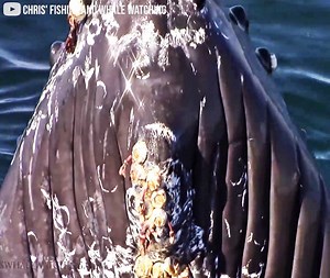 1M views · 833 reactions | This is actually the best thing you’ll see all day!  Credit: Chris' Fishing and Whale Watching YouTube.com/ChrisFandWW | Bluntly | Facebook