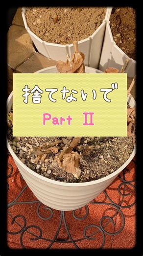 【宿根草の新芽】冬を越して顔を出した桔梗#shorts#ガーデニング初心者