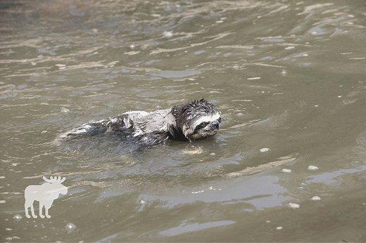 How Fast Can A Sloth Swim {Explained!} — Forest Wildlife