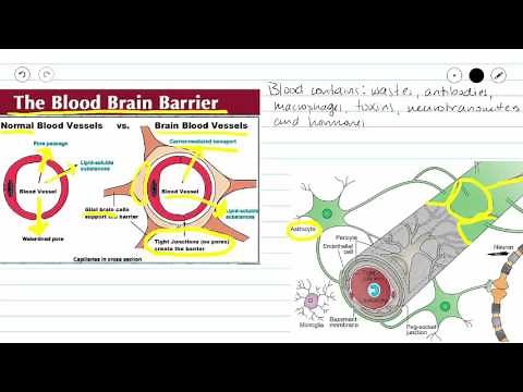 The Blood Brain Barrier