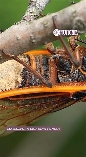 The Cicada That Became a Fungus: Neural Control by a Parasite