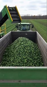 Have you ever seen the process of harvesting cucumbers?