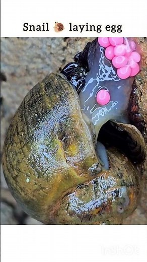 snail laying egg