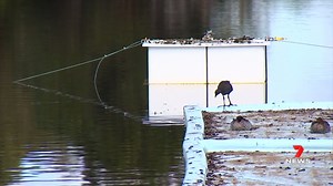 A Queensland university researcher is testing a game-changing new device to help farmers protect their water stocks. The giant blanket floats on top of dams and other water sources, to significantly reduce evaporation. 7NEWS at 6pm. More local news: 7news.com.au/news/qld #7NEWS | 7NEWS Toowoomba