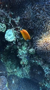 79K views · 3.4K reactions | “No current, no fish,” they say. Not at Sail Rock. I didn’t push through the wild flow to reach the big schools — but I still got more fish than I could count. #oceanreality #sailrockvibes #fishbeyondrules #divinglife #oceancontrast | Ocean Reality Channel | Facebook
