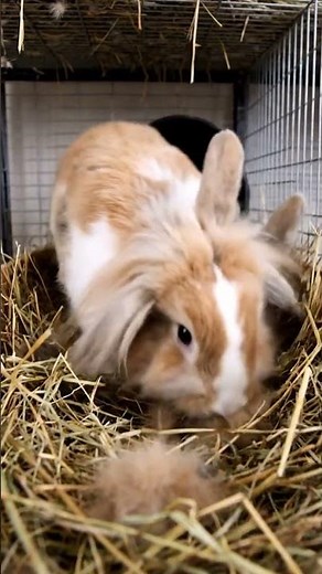 5 Critical Mistakes to Avoid in Rabbit Breeding