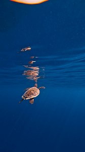 A glimpse into the underwater world of Kuredu, home to the largest community of green sea turtles in the Maldives 🐢🩵 When’s the last time you encountered a sea turtle? #Maldives #VisitMaldives #OceanLife #SeaTurtle #KureduMaldives | Kuredu Island Resort