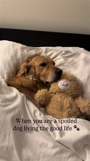 #goldenretriever #lifeisgood #bestdogever #dog #cutedog