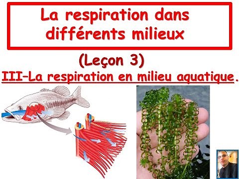 La respiration en milieu aquatique