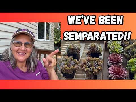 Separating Hens and Chicks, Sempervivum, Planting the Mother Plant Outdoors