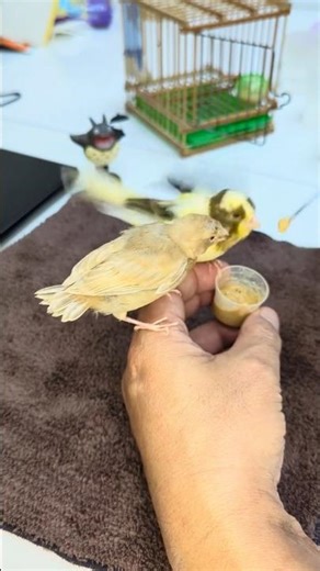 🚨 EMERGENCY: Hand-Feeding Abandoned Canary Chicks. 🐣🐣
