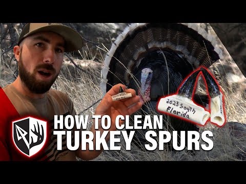 How To Preserve Turkey Spurs