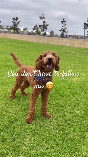 Hello friends🐶❤️ #doggielife #puppyvideos #puppy #doggybestfriend