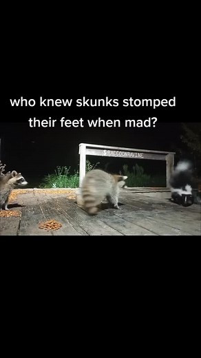 who knew #skunk stomped their feet when they are mad?? the #raccoon had no idea what to make of it!! #animals #raccoonravine #raccoonsoftiktok #fyp
