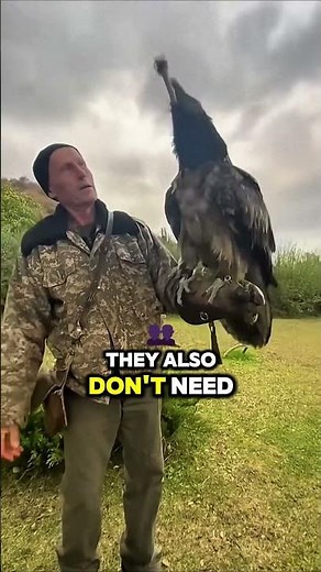 👉Why Vultures Eat Carrion?