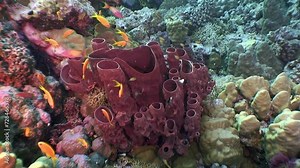 Sea sponge surprises and delights with its beauty in underwater world. Beauty of distinctive red sea sponge is unexpected surprise in depths of ocean. Red Sea.