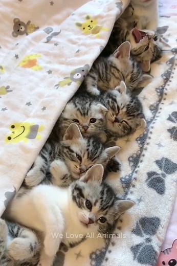 14K views · 516 reactions | Omg so absolutely adorable 殺 | Everyday Moments | Facebook