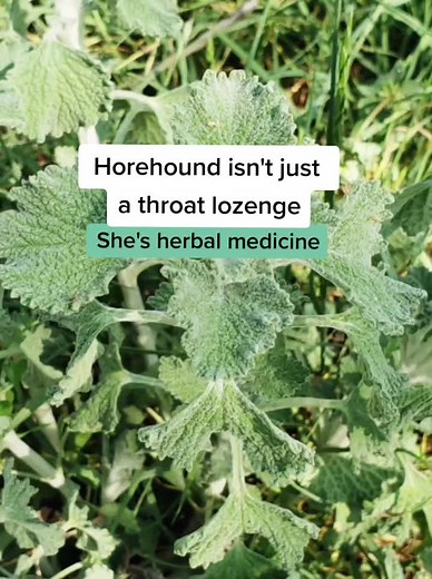 Horehound Herbal Medicine Benefits and Uses