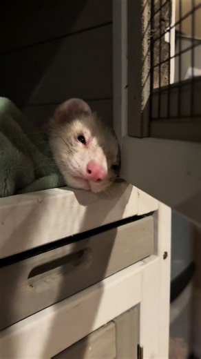 Adorable Ferrets: The Cutest Moments on TikTok