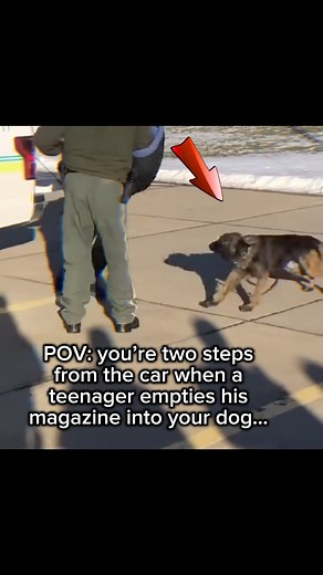 Lost In Time History on Instagram: "On May 28, 2025, 18-year-old Darrin King found himself at the center of a chaotic and highly controversial standoff in Waco, Texas. Responding to reports of a disturbance involving a certain item, local officers dispatched a K9 unit to locate King, who had hidden himself nearby. As dispatched unit dog Andor closed in, King released three rounds - two of which struck the dog in the neck and chest. Andor was only saved by his vest and protective collar. King lat