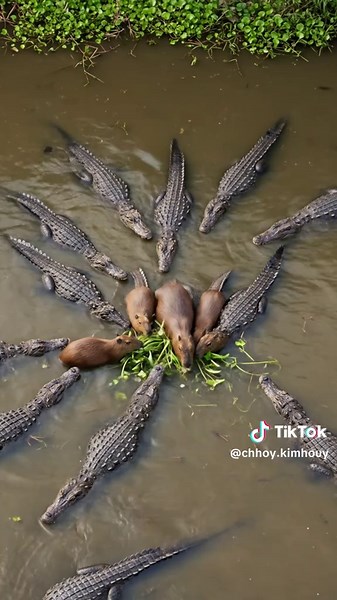 Mini War Cinema on TikTok