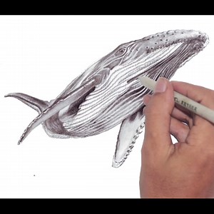 6.4K views · 158 reactions | How to draw Humpback whale Step by step ... | DRAWING PENCIL | Facebook