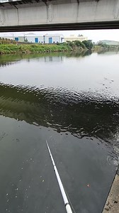 1.7M views · 16K reactions | Beginilah Cara Membuat Umpan ikan belanak dari kain tali masker hitam" menirukan lumut hitam yang ngambang di permukaan air yang mereka makan jadi ikannya tertipu dikiranya umpan tali masker hitam itu lumut #mancing #ikan #belanak #umpan #talimaskerhitam #fishing #mulletfishing #fyp #virall #semuaorang #sorotan | Aming Mancing Jalamania | Facebook