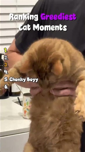 Top 5 Cats Who Are Way Too Greedy 2026 😹🍗 (Wait for #1 Food Monster)