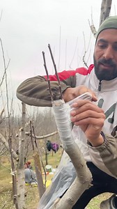 129K views · 1.2K reactions | Company Name KVF Owner Aamir Yousf Dar Location Behi Bagh Kulgam Phone number 6006461442 Top Grafting Loaction Zanipora Shopian | Kvf Kulgam | Facebook