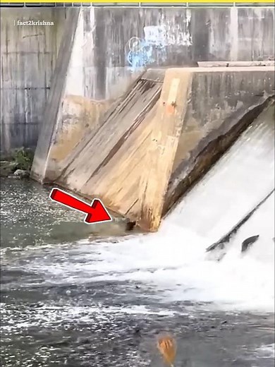 Fish Cannon Launches Fish into River !